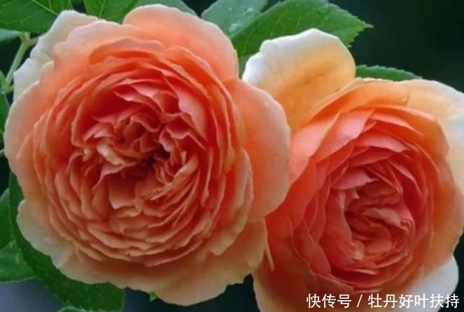 家有院子,一定要养“3种花”,开花硕大香味浓!