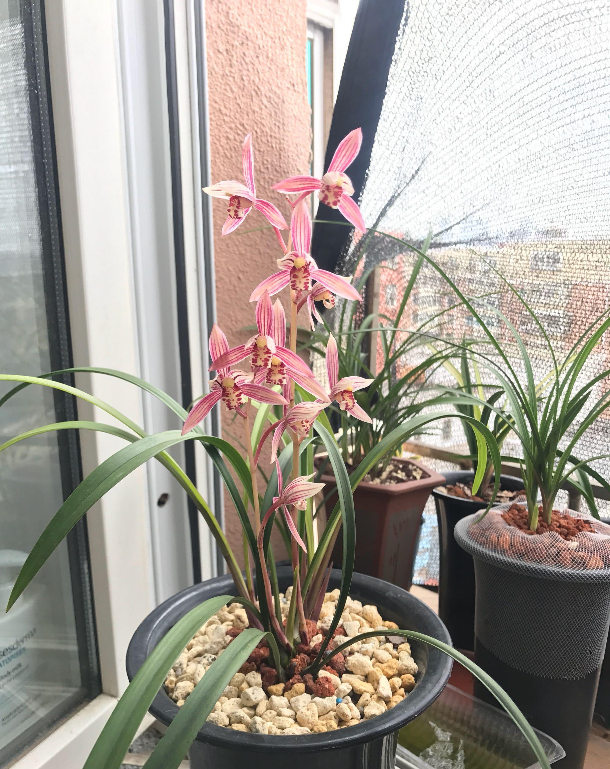 古代|5种吉利花,是古代人的“富贵花”,能活几百年,富贵又吉利