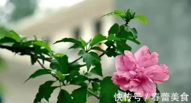 家人|最适合家人养的四种花,健康长寿又养心!