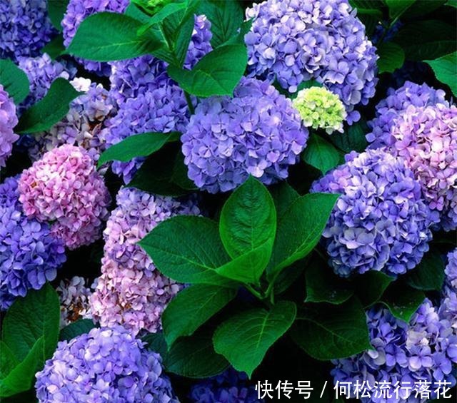 绣球花会“变脸”,稍微调一调土壤的“味道”,花色就会随心改变!