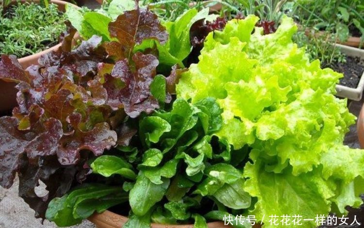 养护|阳台种花养草，不如种几种菜，养护简单又美观，好看好吃，吃不完