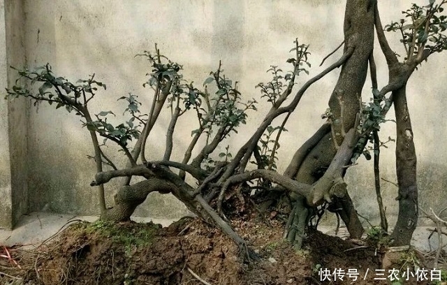 山上这野树，过去当柴烧，如今珍贵过黄花梨，制成盆景一株上千元