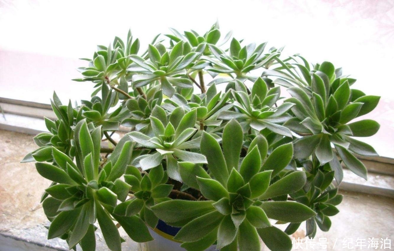 多肉新手害怕“换盆死”,学会这招逃脱换盆死,叶子变得肉嘟嘟