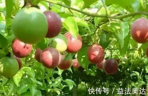 排毒|女性想要身体好,推荐常吃3种食物,排毒清肠,清热败火!