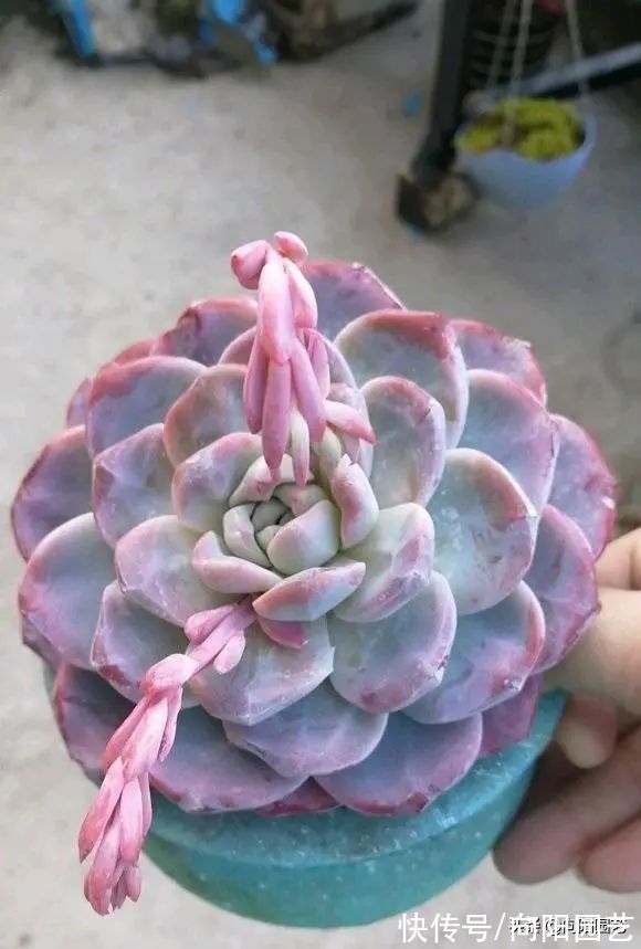 多肉植物，10大养护技巧，只要你能学会，14天“绿叶变红叶”