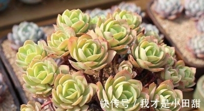 植株|家里养盆碧桃，做好这几点，养出果冻色，长成群生小老桩