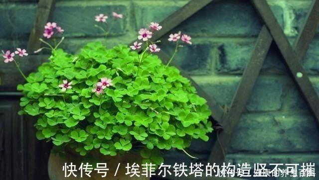 酢浆草|路边常见到的“三叶草”,挖个根30天养成精致盆景,价值翻倍!