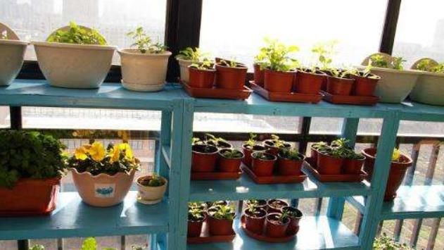 无论养什么花，只要在盆内放上“它”，不仅不积水，还会越长越好