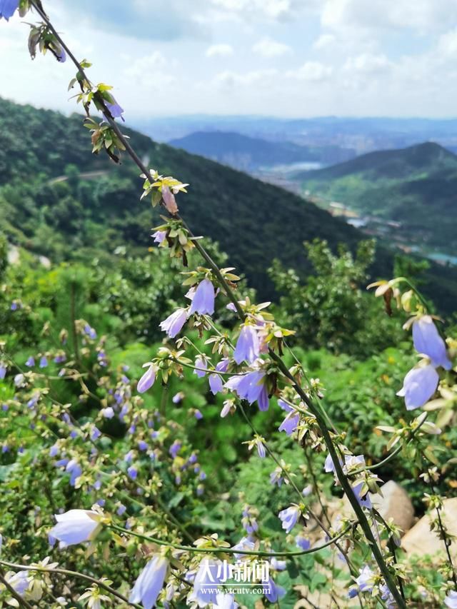 药材|探花记｜桔梗科植物“沙参”是药材