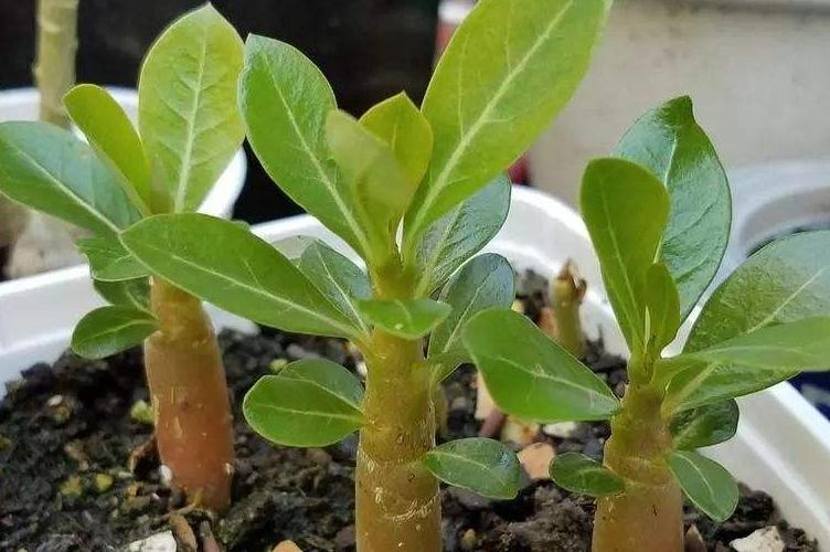 养花就浇3种水,养分足,土壤透气性高,啥花都喜欢