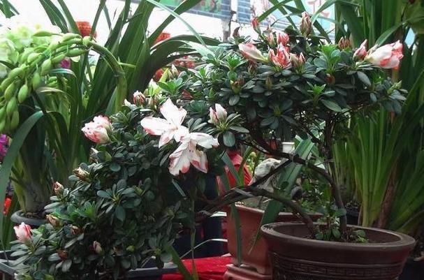 养茶花、杜鹃花，不懂得这4方面需求，盆栽成活、开花难度极高
