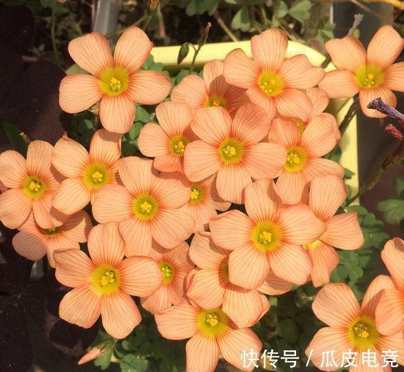 农历九月二十三霜降后，养什么花？以下3种花，福临小院四季常安