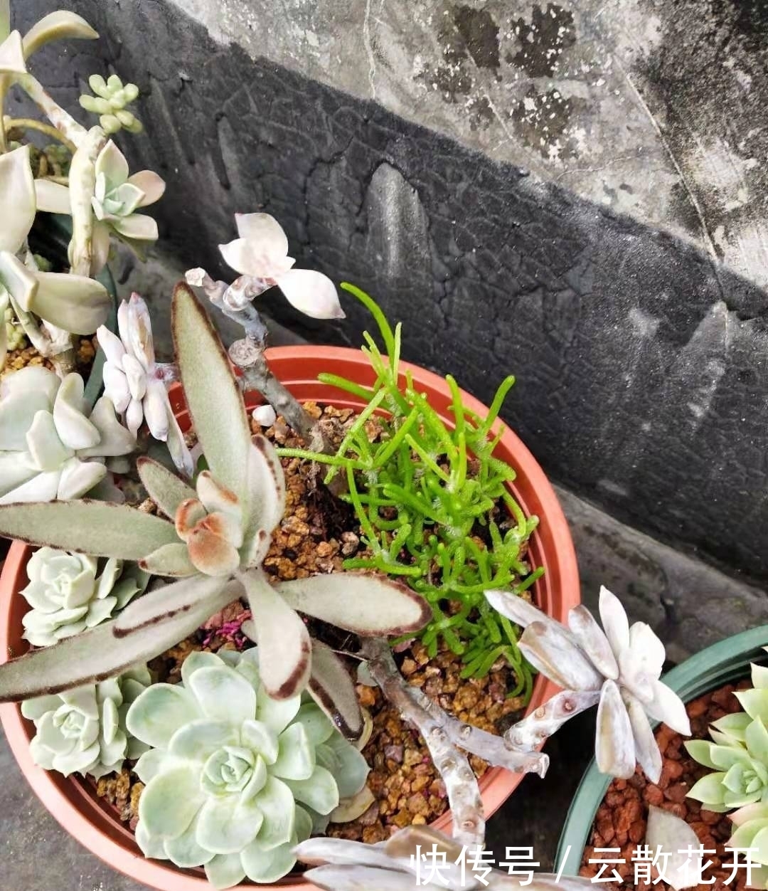 免费的多肉,总是活得特别好