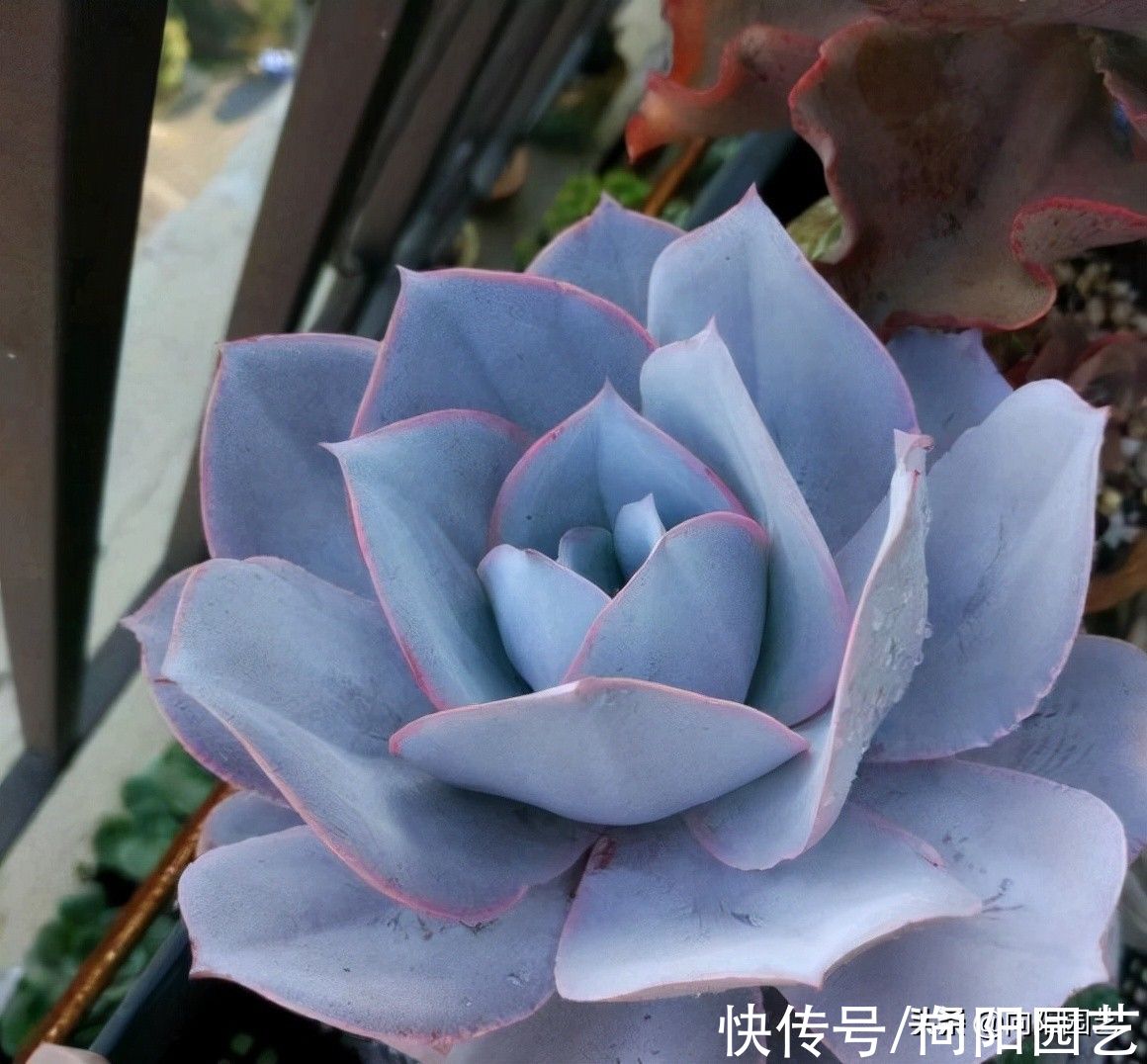 新手养多肉,这6个品种非常不错,先学着养活,不要买太多