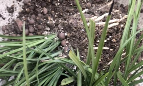 养花|养花换盆该做些什么?不懂就这么办,保植物远离危险!