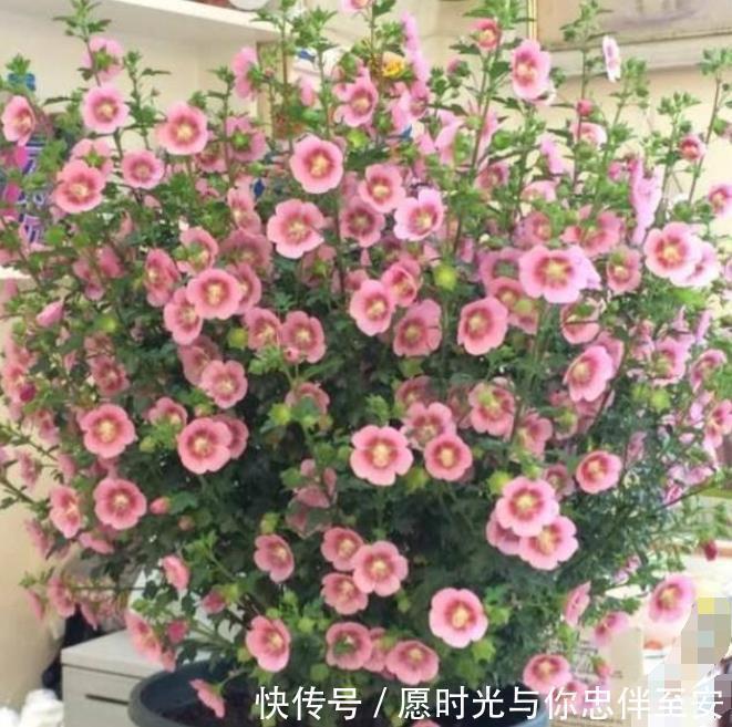 4种花养家里,冬天非但冻不死,还花开不断,满屋子都飘香