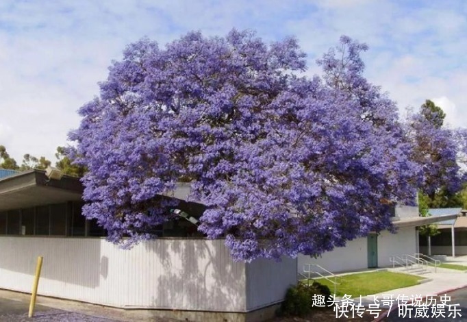 此花是蓝色的悲伤，代表着宁静的忧伤，还是学生的考神花