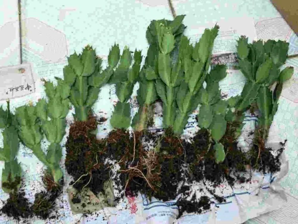 养护蟹爪兰，要注意8个要点，才能开出仙气飘飘花