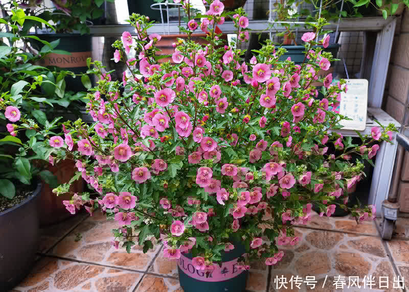 小木槿的“棒棒糖”,3月做好4件事,花比叶子密,灿烂180天