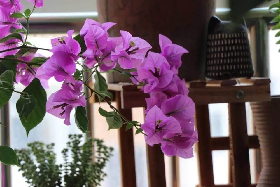 5度以下，常见的21种花必须断水，不然都烂根了