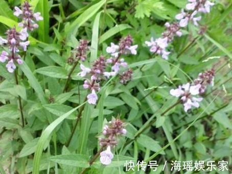 泡菜凉拌|这野草人称“草石蚕”,以前被人瞧不起,现在泡菜凉拌都不错