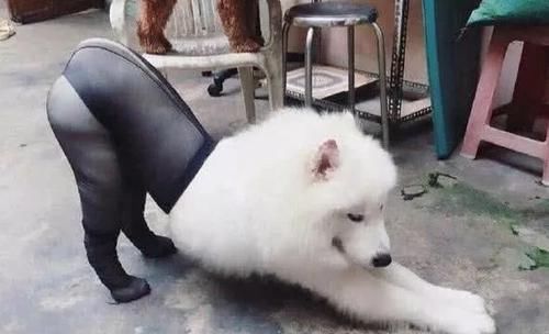 买家秀|令人窒息的“买家秀”,店主:我给你退款,求你删了图片吧