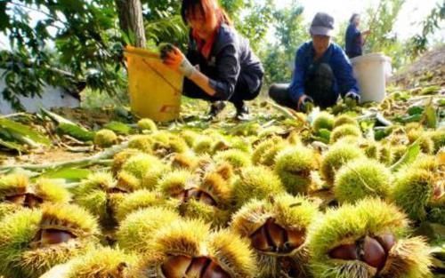 才清楚,板栗壳上藏着小机关,皮一剥就掉,一分钟就能剥一大碗