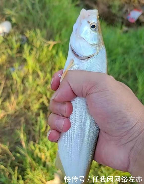 广州一河边大群甲鱼乱游,有人捞了许多,网友这种甲鱼都敢捞!