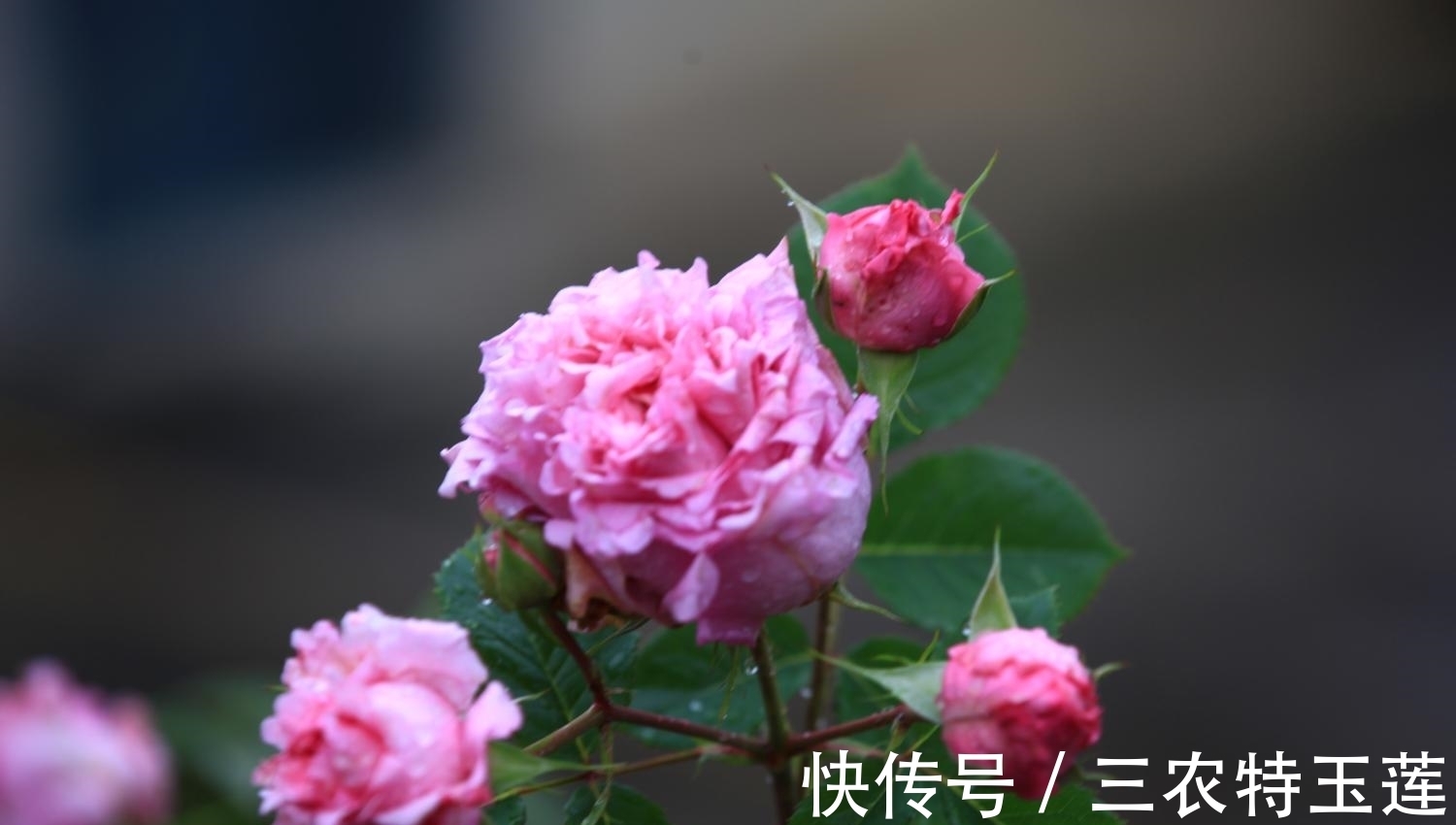 月季花|月季花什么时候施肥, 应该怎样施肥?