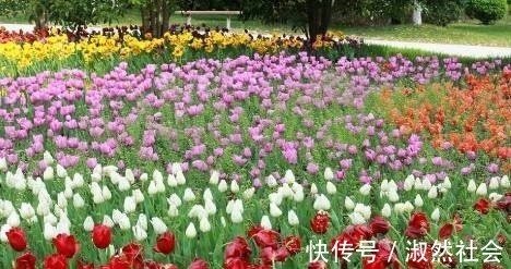 晴雯!红楼梦中,有一丫鬟将宝玉和袭人的秘密泄露给黛玉,最后不得善终