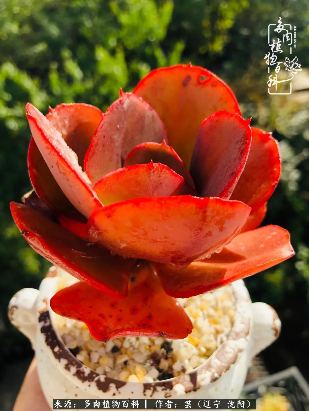 血罗|万物皆有灵性，一年四季有多肉陪伴真好！