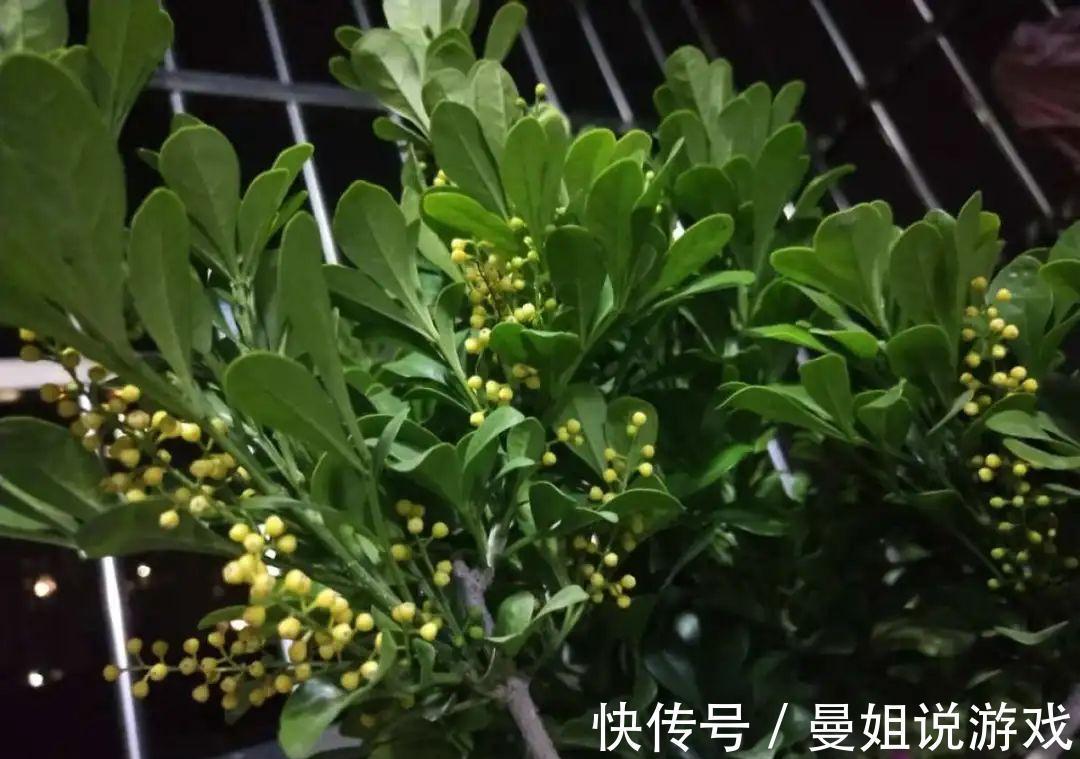 米兰这么养,疯狂冒新叶,开花香又多
