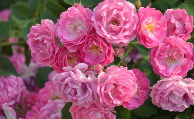 养菊花不如养“它”,比玫瑰花香,比月季美,好养开成“花瀑布”