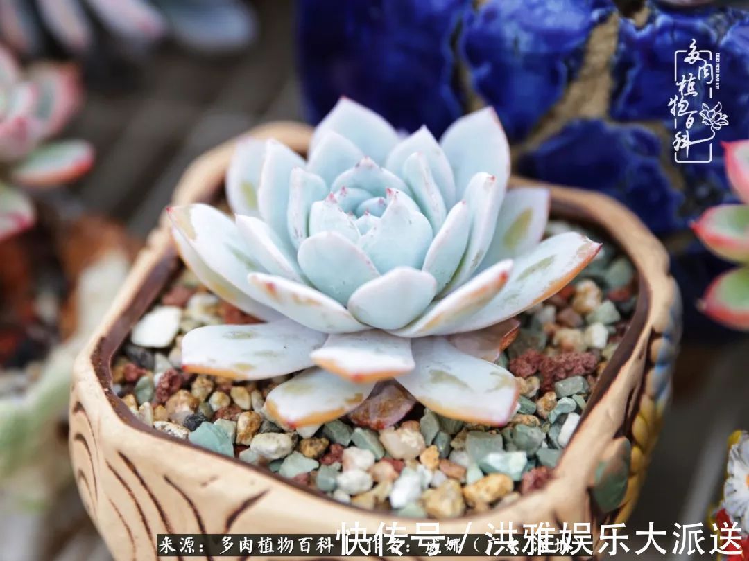 橙梦露|笼子里露养的多肉，越养越美！有多肉的日子伴着小确幸！