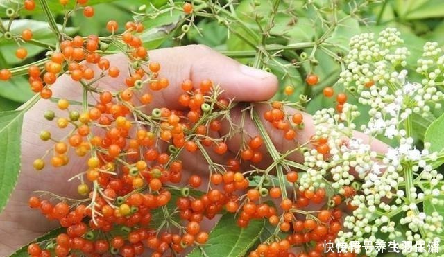 两脚|“两脚不能拿,专吃八棱麻”,农村这种野草,专治风湿类骨痛病!