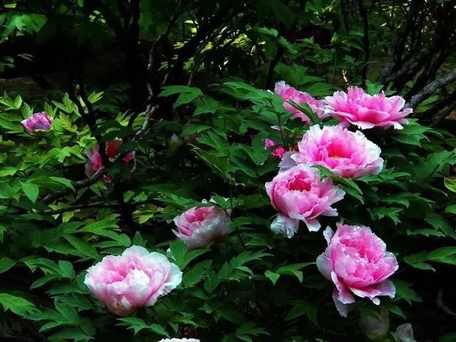 兰州|追随浅夏来，花儿朵朵开，打卡兰州花海胜地!