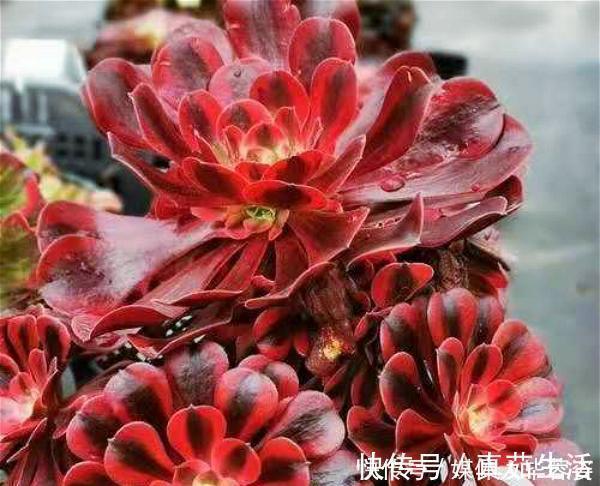 9种多肉,贵且难养,怕晒怕淋爱秃长,买了多半成鸡肋