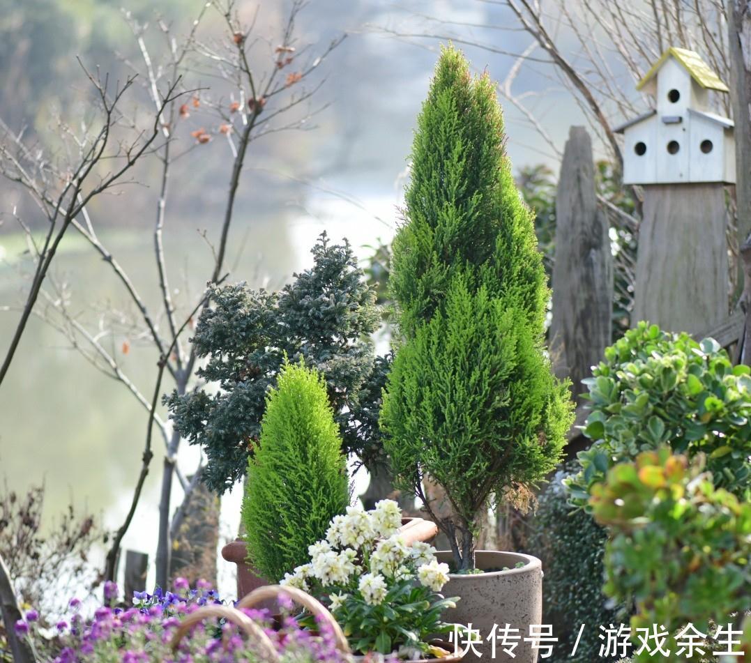 3种“小盆景”能香几十年,客厅养一盆,小巧高雅,富贵不俗