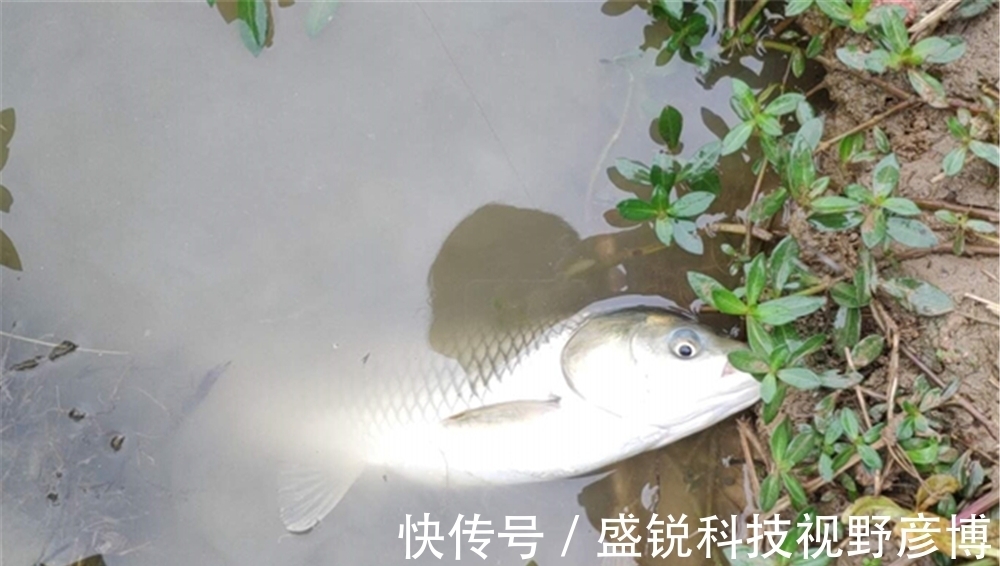 能手|七星漂钓组游钓技巧,只用来底钓鲫鱼就浪费了,钓浮也是小能手!