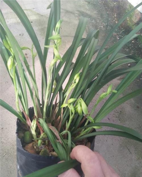 兰花|建兰素花铭品“大凤素”,花香扑鼻,养护简单,叶姿秀雅别具一格