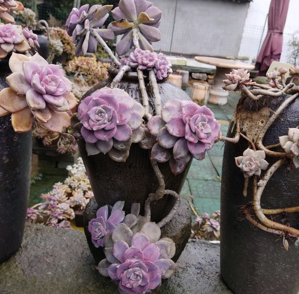 多肉|养多肉浇灌2种“营养液”,根系发达、叶子圆润,1年变老桩