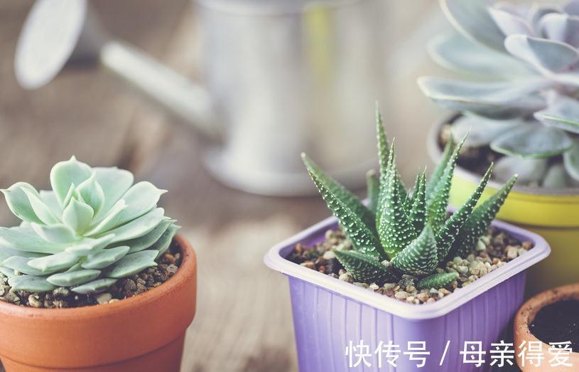 新手种植多肉这样配土,不但不会烂根掉叶,还能服盆好爆盆快