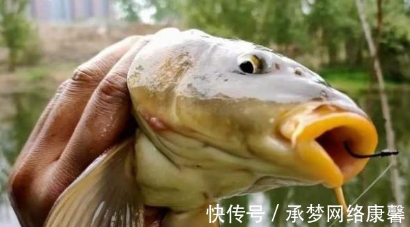 鲫鱼|早就听说这鲤鱼钓法，用过才后悔知道晚了