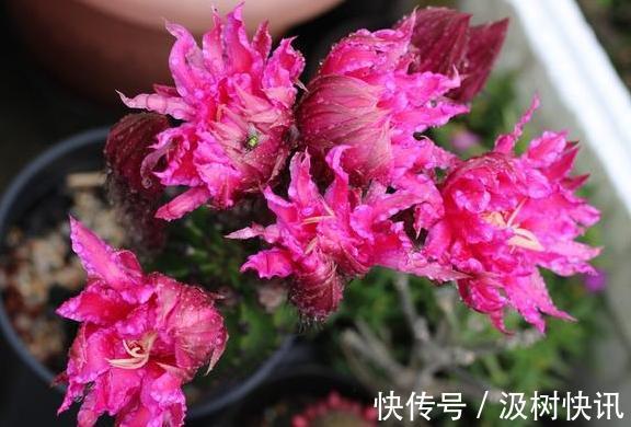 夏季养花，首选这些不怕晒，不怕旱的花卉，养着省心、看着养眼