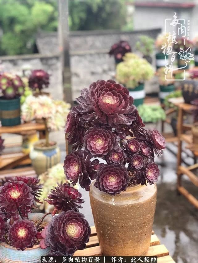 骄阳艳玫瑰，梦幻魔法师！独爱你的百媚千红！