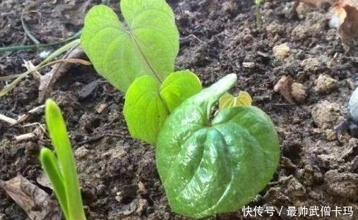 山药|他随意把山药丢到花盆，却不想给他惊喜不断