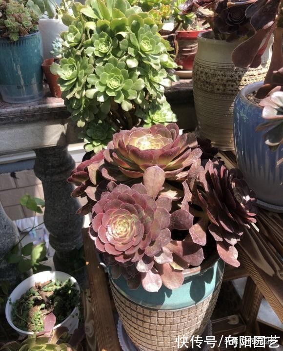 叶子|白露过后，气温开始下降，法师进入生长期，多浇水，冠幅更美