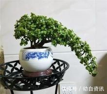盆栽金枝玉叶,浇点“自制”壮骨水,叶片饱满有光泽,变老桩盆景