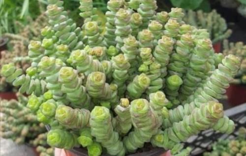 多肉钱串怎么养，才能长满花盆，株型更美观