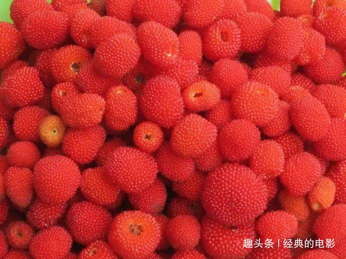 此花美丽而芳香,白花红果十分和谐,誉为可以直接吃的维生素之花